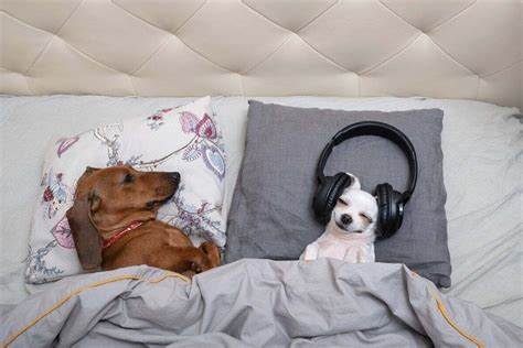 do dogs listen to music and is classical music the best for them?